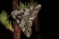 Biston strataria