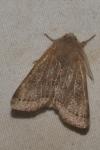 Orthosia cerasi