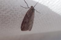 Pachycnemia hippocastanaria hippocastanaria