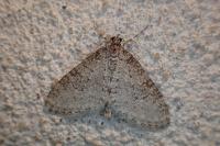 Trichopteryx carpinata