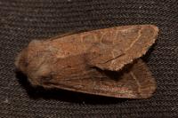 Orthosia cerasi