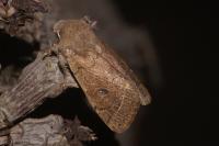 Orthosia cerasi