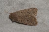 Orthosia cruda