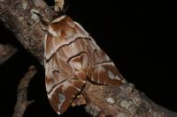 Endromis versicolora
