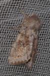 Orthosia populeti