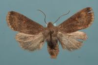 Eupsilia transversa