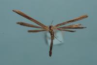 Emmelina monodactyla
