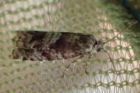 Epinotia pygmaeana