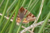 Euclidia glyphica