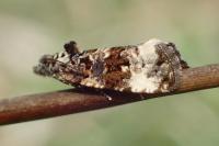 Endothenia marginana