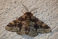 Lycia hirtaria