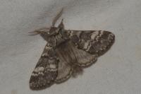 Drymonia ruficornis