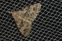 Alucita