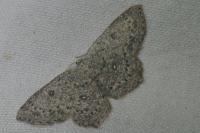 Cyclophora pendularia