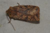 Conistra rubiginea