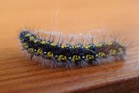 Callimorpha dominula