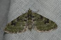Chloroclystis v-ata