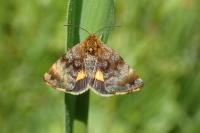 Panemeria tenebrata