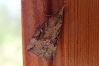 Hypena rostralis