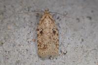 Agonopterix arenella