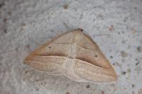 Petrophora chlorosata