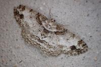 Paradarisa consonaria