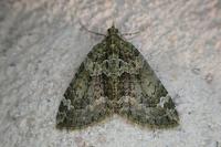 Chloroclysta siterata