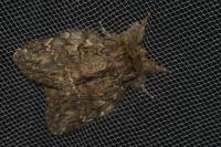 Peridea anceps