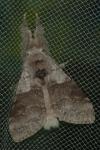 Calliteara pudibunda