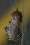 Odontosia carmelita