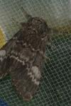 Drymonia ruficornis