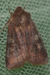 Cerastis leucographa