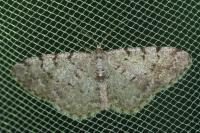 Aethalura punctulata