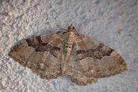 Rheumaptera cervinalis cervinalis