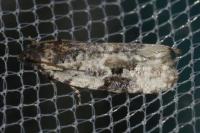 Cochylis atricapitana