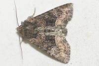 Apamea illyria