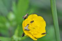 Micropterix calthella