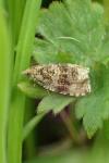 Celypha lacunana