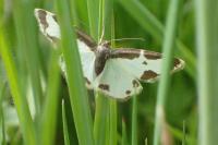 Lomaspilis marginata