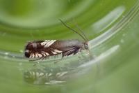 Grapholita compositella