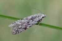 Carpatolechia proximella