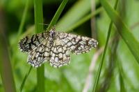 Chiasmia clathrata