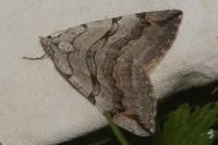 Aplocera