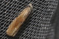 Eucosma cana