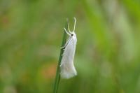 Elachista argentella