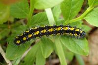Callimorpha dominula