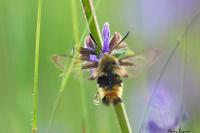 Hemaris tityus