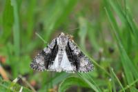 Acronicta alni