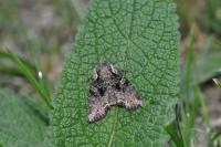 Lacanobia thalassina