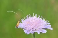 Nemophora metallica